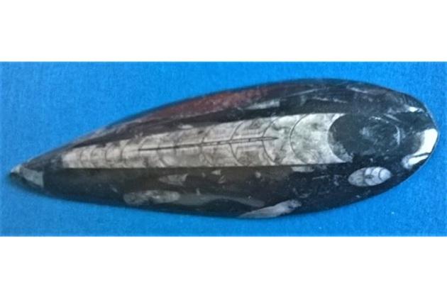 Orthoceras fosilie, placička 20 cm / 230 g (Maroko) (X1110)