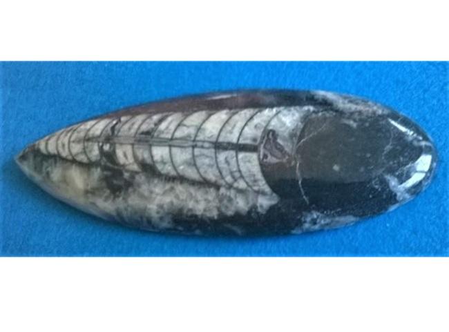 Orthoceras fosilie, placička 13,5 cm / 152 g (Maroko) (X1111)