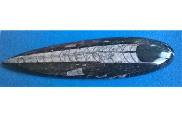 Orthoceras fosilie, placička 22,5 cm / 302 g (Maroko) (X1112)