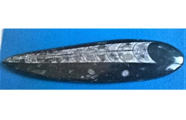 Orthoceras fosilie, placička 22 cm /271 g (Maroko) (X1113)