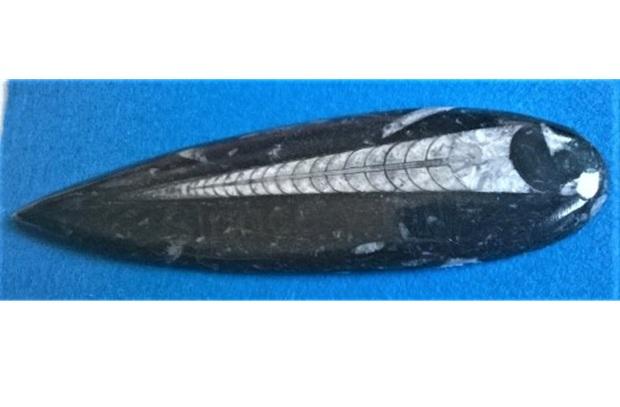 Orthoceras fosilie, placička 10.4 cm / 123 g (Maroko) (X1116)