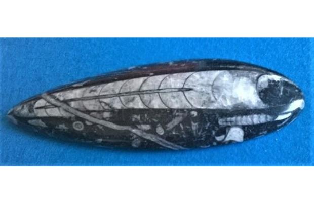 Orthoceras fosilie, placička 13,5 cm / 108 g (Maroko) (X1117)