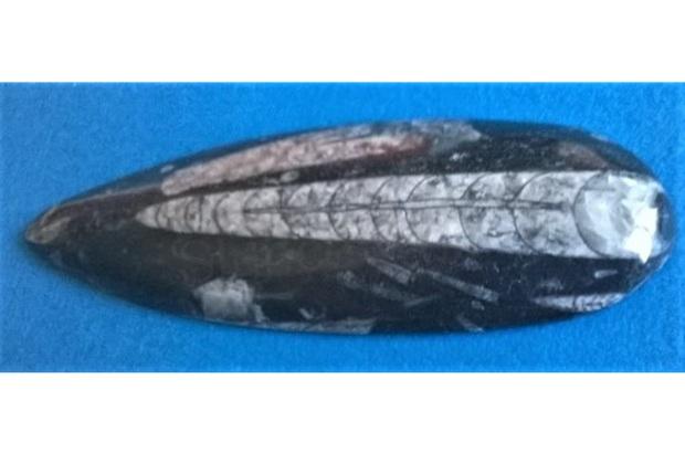 Orthoceras fosilie, placička 15 cm / 161 g (Maroko) (X1118)