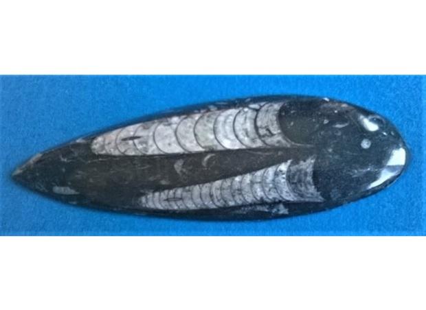 Orthoceras fosilie, placička 17,7 cm / 206 g (Maroko) (X1125)