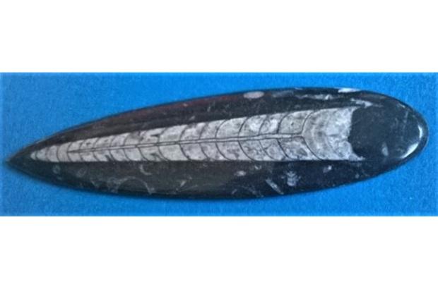 Orthoceras fosilie, placička 19 cm / 164 g (Maroko) (X1126)