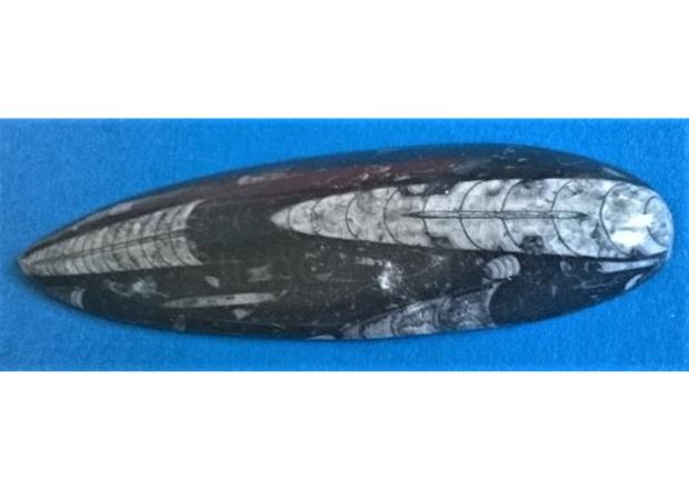 Orthoceras fosilie, placička 18,3 cm / 214 g (Maroko) (X1127)
