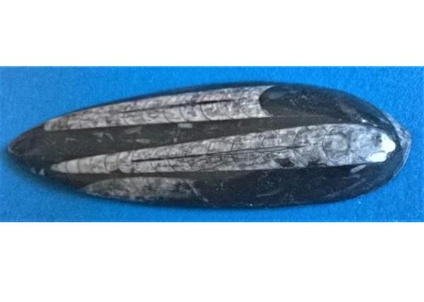 Orthoceras fosilie, placička 17 cm / 213 g (Maroko) (X1128)
