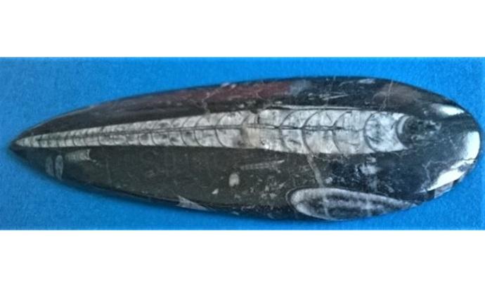 Orthoceras fosilie, placička 21 cm /298 g (Maroko) (X1129)