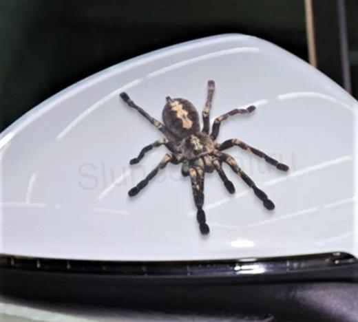 Samolepky na auto Pavouk, Spider (E679)