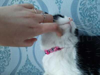 Obojek maskovaný s rolničkou růžový (T21)