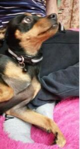 Obojek maskovaný s rolničkou černý (T26)