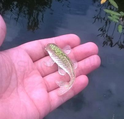 Orgonitové rybky (kapři) ve 3D 6,1x3,6x1,9 cm (PP159)