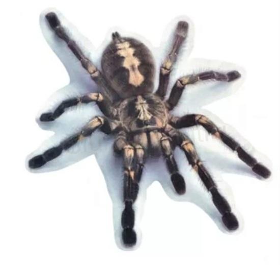 Samolepky na auto Pavouk, Spider (E679)