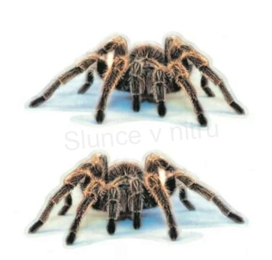 Samolepka na auto Pavouk, Spider (E680)