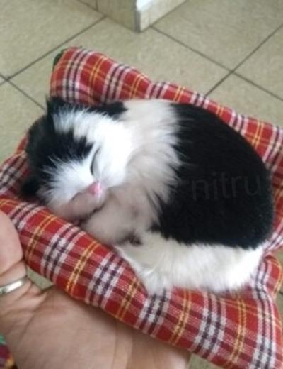 Plyšová hračka kočka (D718)