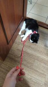 Postroj s vodítkem pro psy a kočky (T10)