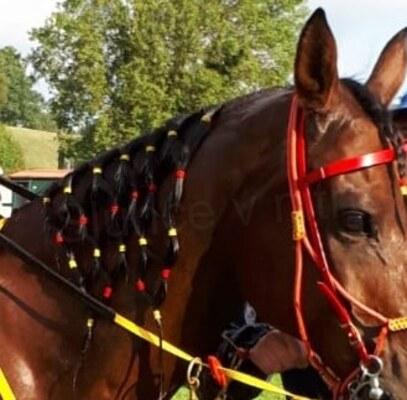 Gumičky do vlasů barevné 10 kusů (H30)