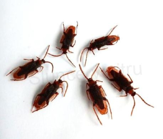 Dekorativní hmyz šváb 6 kusů (D975)