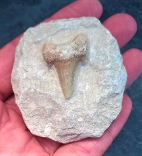 Žraločí zub v hornině (X1885)