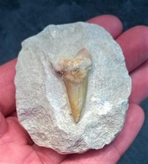 Žraločí zub v hornině (X1886)