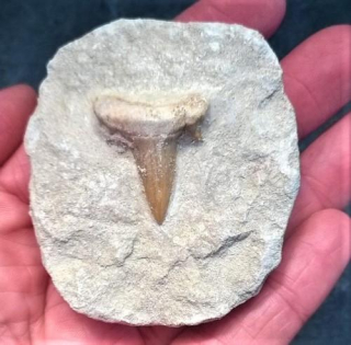 Žraločí zub v hornině (X1915)