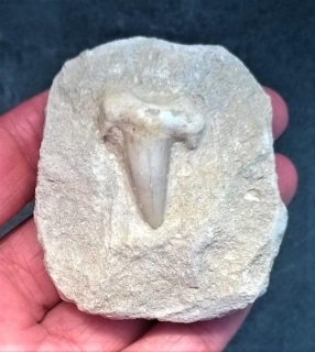 Žraločí zub v hornině (X1888)