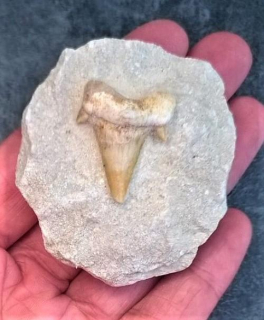 Žraločí zub v hornině (X1889)