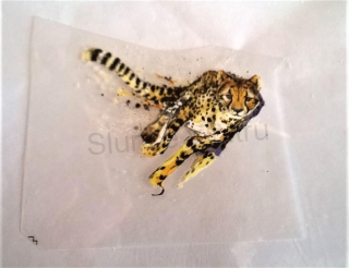 Samolepicí nažehlovací nášivky gepard (C400)