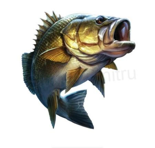 Samolepky na auto pro rybáře kapr (E478)