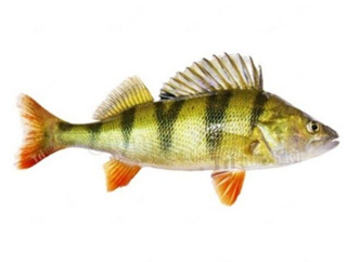 Samolepky na auto pro rybáře okoun (E479)