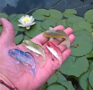 Orgonitové rybky (kapři) ve 3D 6,1x3,6x1,9 cm (PP159)