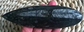 Orthoceras fosilie, placička 16,5 cm /165 g (Maroko) (X1021)