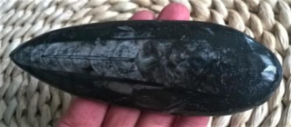 Orthoceras fosilie, placička 15cm /162 g (Maroko) (X1024)