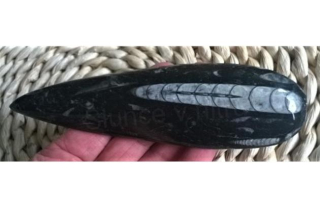 Orthoceras fosilie, placička 16cm / 152 g (Maroko) (X1028)