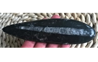 Orthoceras fosilie, placička 16cm / 125 g (Maroko) (X1029)