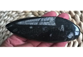 Orthoceras fosilie, placička 12,5 cm / 82 g (Maroko) (X1030)