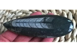 Orthoceras fosilie, placička 11,5 cm /81g (Maroko) (X1031)