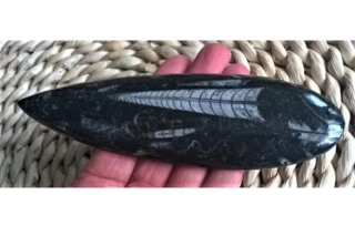 Orthoceras fosilie, placička 11,6 cm / 147 g (Maroko) (X1034)