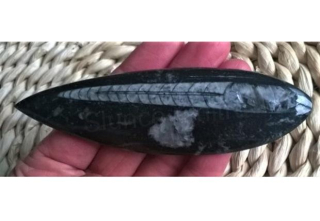 Orthoceras fosilie, placička 11,2 cm / 59 g (Maroko) (X1035)