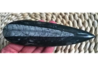 Orthoceras fosilie, placička 11,6 cm / 167 g (Maroko) (X1036)