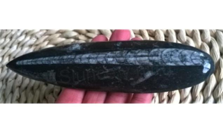 Orthoceras fosilie, placička 11,6 cm / 151 g (Maroko) (X1037)