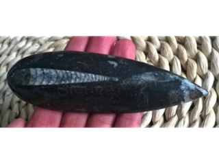 Orthoceras fosilie, placička 11,3 cm / 98 g (Maroko) (X1039)
