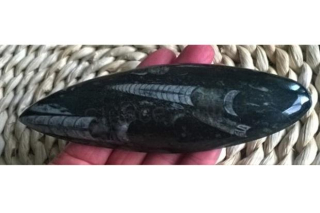 Orthoceras fosilie, placička 11,5 cm / 147 g (Maroko) (X1041)