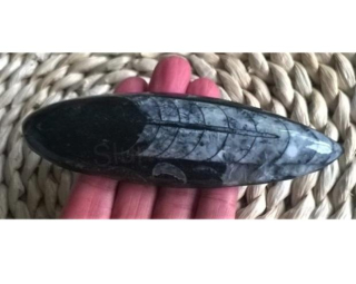 Orthoceras fosilie, placička 11,3 cm / 127 g (Maroko) (X1042)