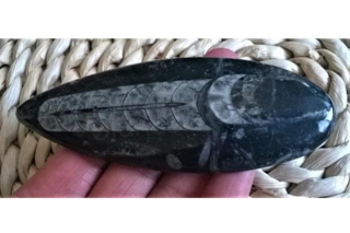 Orthoceras fosilie, placička 11,2 cm / 100 g (Maroko) (X1059)