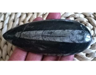 Orthoceras fosilie, placička 12 cm / 107 g (Maroko) (X1063)