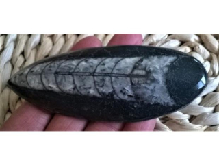 Orthoceras fosilie, placička 10,7 cm /85 g (Maroko) (X1064)