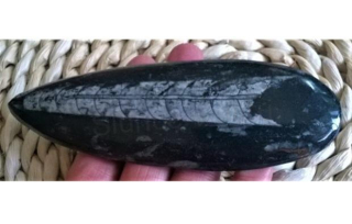 Orthoceras fosilie, placička 14 cm /136 g (Maroko) (X1066)