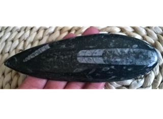 Orthoceras fosilie, placička 16,5 cm / 149 g (Maroko) (X1071)