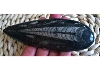 Orthoceras fosilie, placička 15,5 cm / 164 g (Maroko) (X1072)